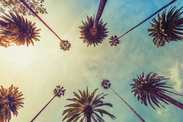 Crédence de cuisine en verre imprimé Palmier Palmiers de Los Angeles sur fond de ciel ensoleillé, prise de vue en contre-plongée. Ton vintage