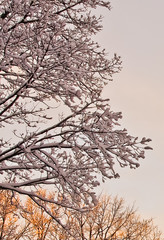 Obraz premium colorful view of snow piled tree in late afternnon lights after winter blizzard