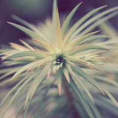 Beautiful plant leaves