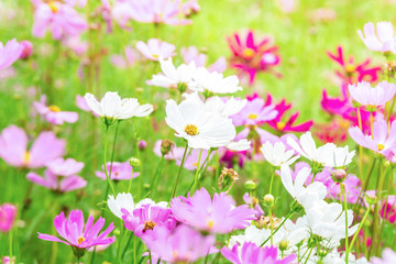 Obraz premium Pink and White cosmos flowers in garden ,beautiful flower