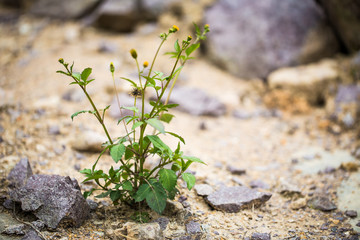 Plant Growing Through Concrete Ground