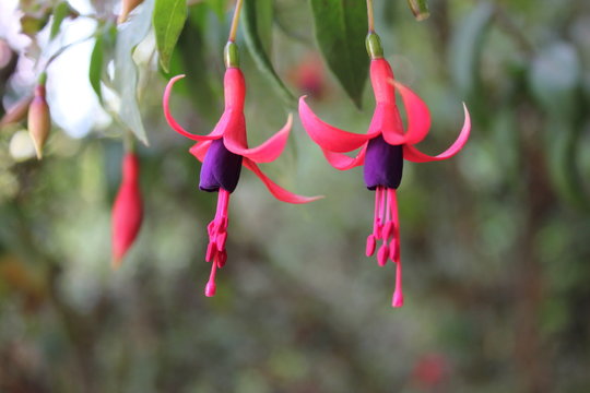 Fuchsia magellanica (Chilco)