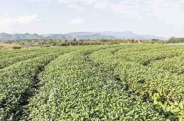 Rows of green terraced tea plantation on highland at Doi Mae Salong, Chiang Rai, Thailand.