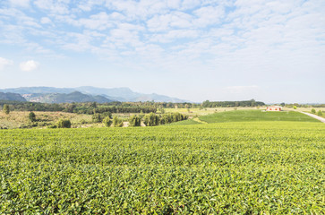Rows of green terraced Choui Fong tea plantation on highland at Mae jan Chiang Rai, Thailand.