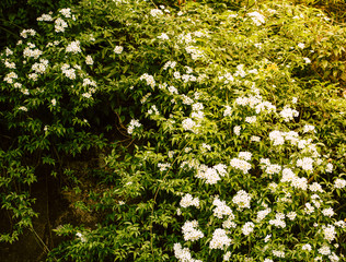 Green plants with white flowers