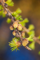 branch of larch