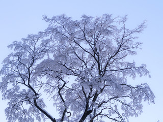 trees in the hoarfrost