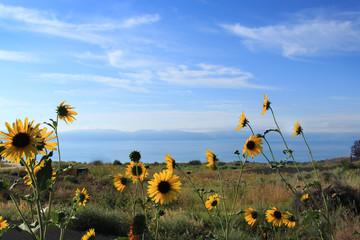 field of wild sunflowers with lake