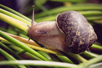 Close up of garden snail on plants