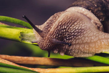 Close up of garden snail on plants