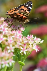 Butterfly and Flowers