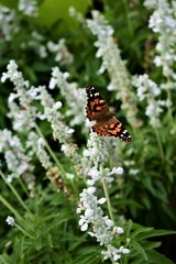 Butterfly Contrasted Against Flowers