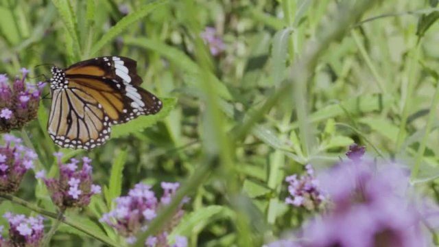 Butterfly injured healing on flowers Verbena bonariensis in natural garden in slow motion
