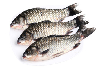 Chinese white mullet
