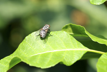 Flies insect on green leaf
