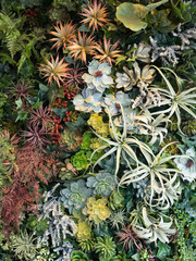Obraz premium 観葉植物の寄せ植え