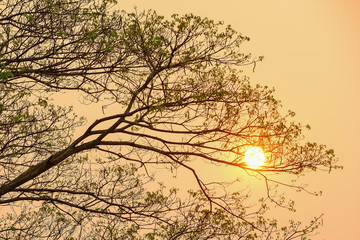 The silhouette of the tree at sunset is beautiful.