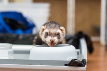 The old ferret eats dry food from its cup