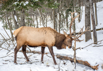 Elk Rattling Next to His Friend © Fitawoman