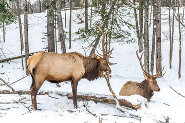 Elk Rattling Next to His Friend © Fitawoman