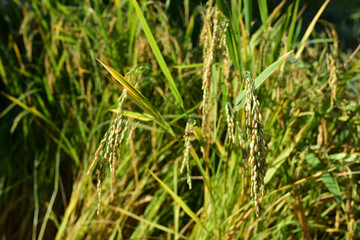 rice plant in thailand