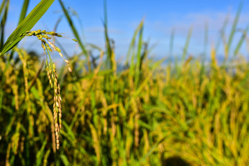 rice plant in thailand