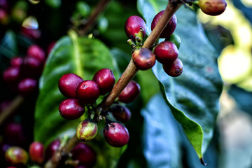 Ripe coffee in thailand