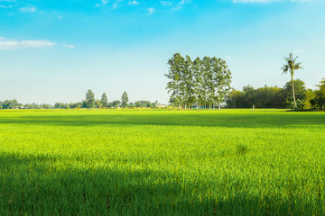 Rice Paddy, Terraced Field, Farm, Land, Organic Farm