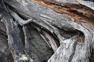 Beach Tree bark details in the Ascencio Valley, Torres del Paine National Park, Patagonia, Chile