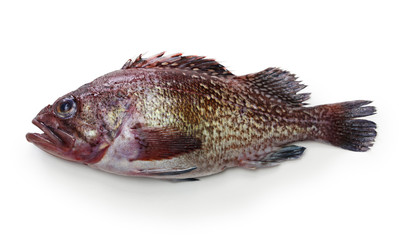 Naklejka premium fox jacopever isolated on white background 