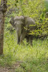 Fototapeta premium Asia wild elephants is so cute