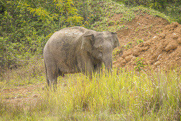 Asia wild elephants is so cute