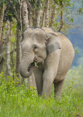 Asia wild elephants is so cute
