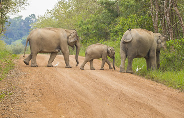 Asia wild elephants is so cute