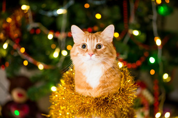 Redhead, adult cat near a Christmas tree with garlands