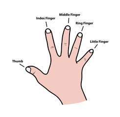 Obraz premium Fingers Names of Human Body Parts, a hand drawn vector cartoon illustration of human fingers and its names.