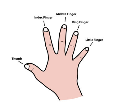 Fingers Names of Human Body Parts, a hand drawn vector cartoon illustration of human fingers and its names.