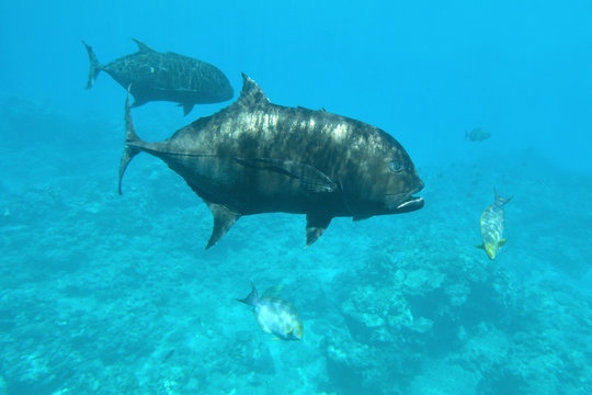 Giant trevally.Fish  swim underwater