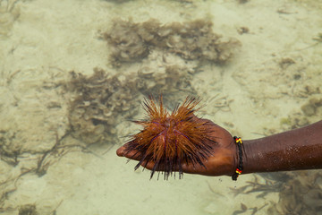 Red sea urchin (Astropyga radiata), common names of these urchins include 