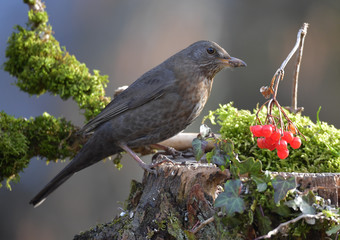 Weibliche Amsel