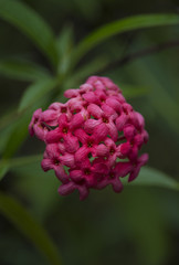 Beautiful red flowers 