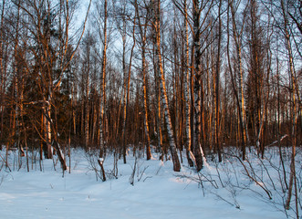 winter, snow, forest, landscape, tree, cold.