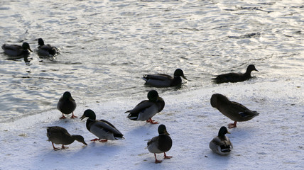 Flock ducks on frozen pond in snowy park