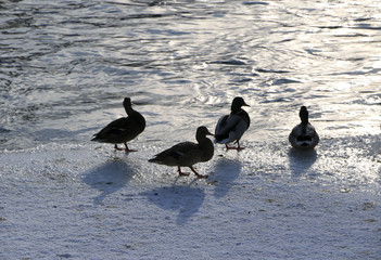Flock ducks on frozen pond in snowy park