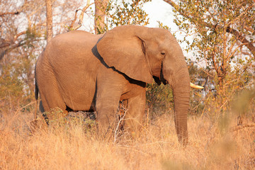 African Elephant on Safari in a South African game reserve