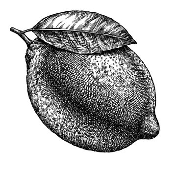 Engrave isolated lemon hand drawn graphic illustration
