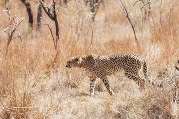 African Cheetah on safari in a South African game reserve