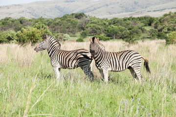 African Zebra on safari in a South African game reserve