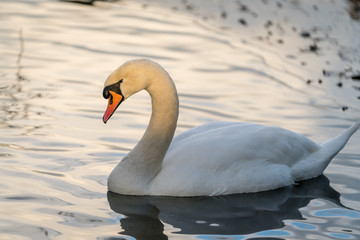 White swan swimming and calm on the lake surface