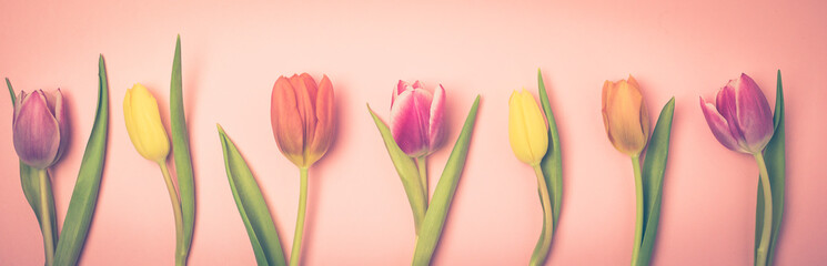 Beautiful Spring Flowers Background Bunch of Tulip Flowers Pink Background Top View Long Toned